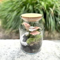 Terrarium Little Jungle Monsieur Fleur