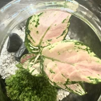 Terrarium Little Jungle Monsieur Fleur