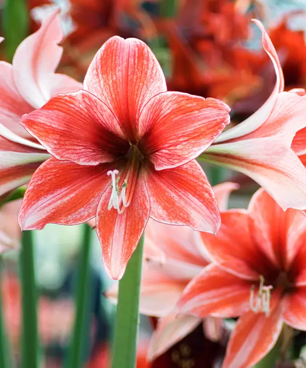 Amaryllis