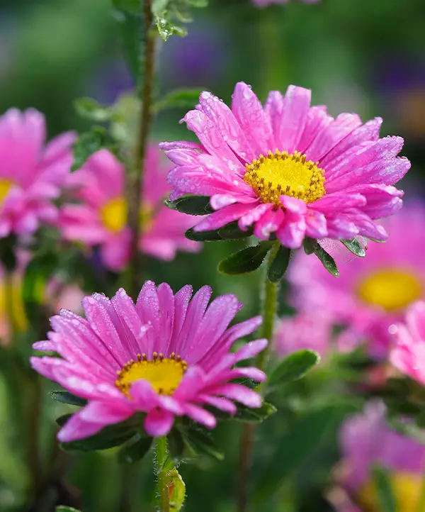 Asters