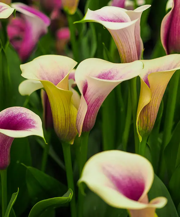 Calla