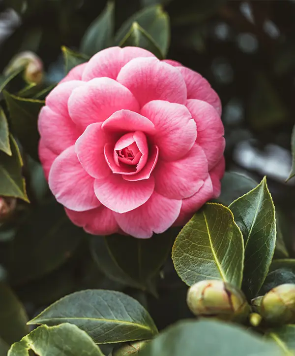 Camelias
