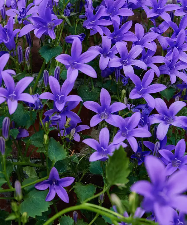 campanule