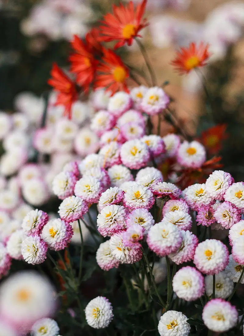 Chrysanthèmes pour la Toussaint
