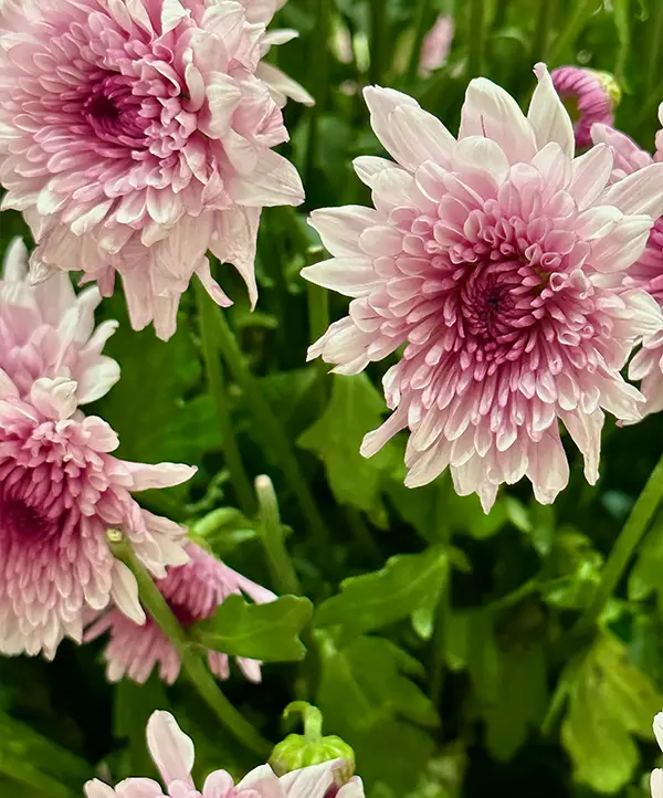 chrysantheme