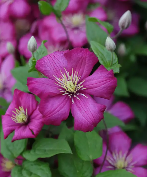 clematite