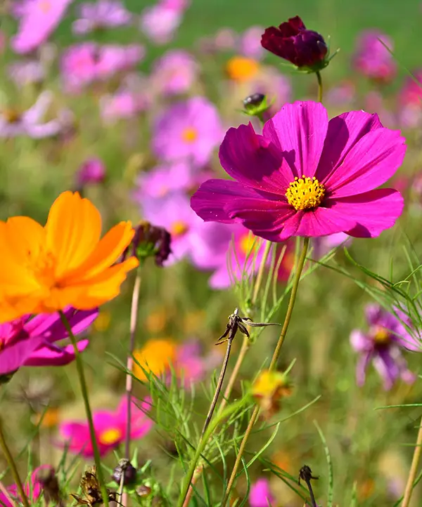 Cosmos