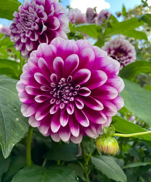 Dahlia