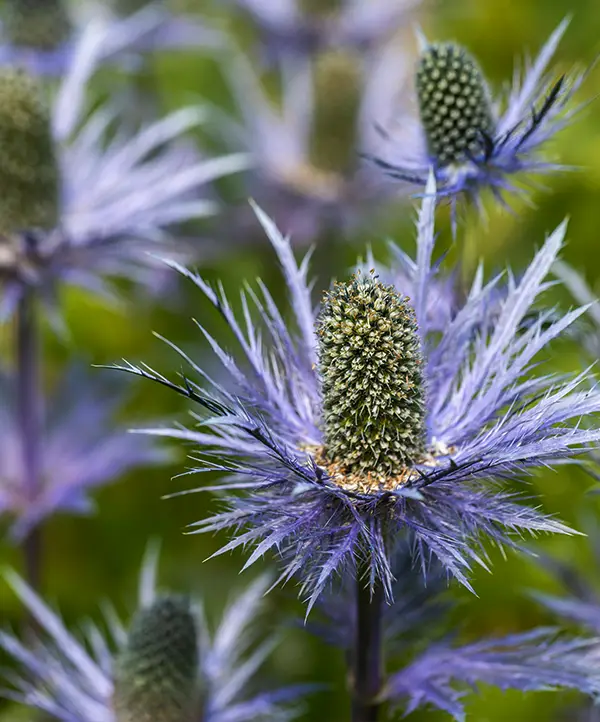 Eryngiums