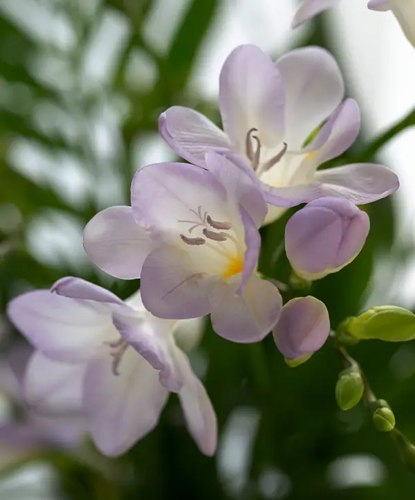 Freesias