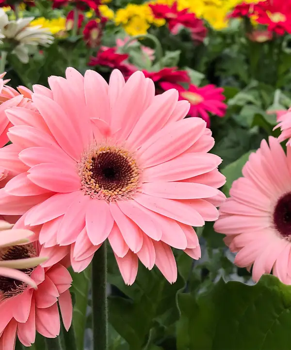 Gerbera