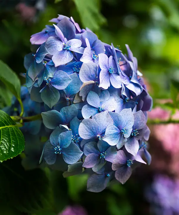 Hortensias