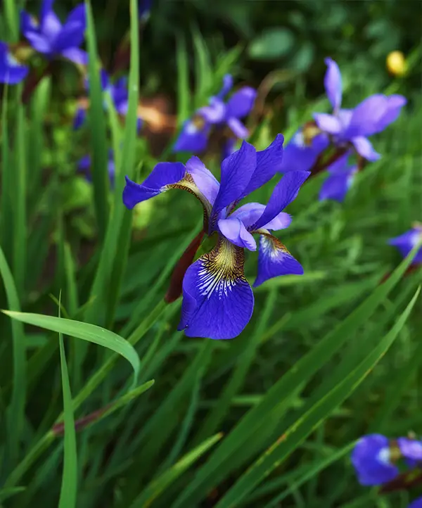 Iris