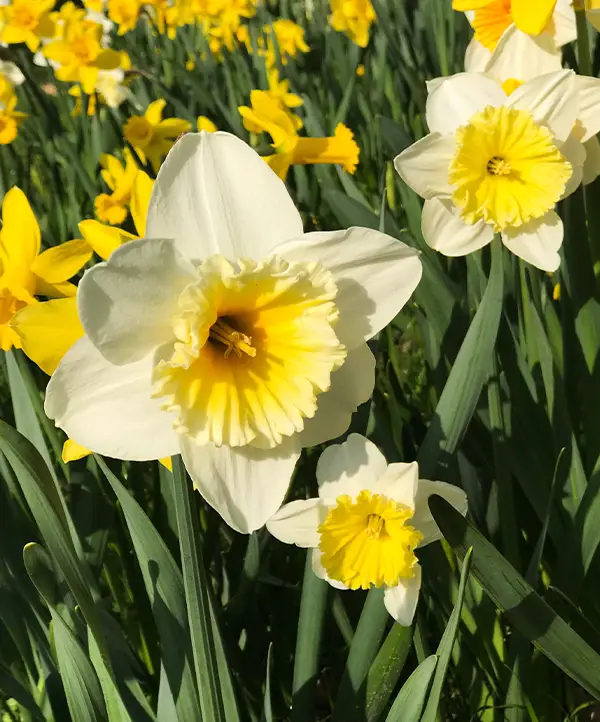 Jonquilles
