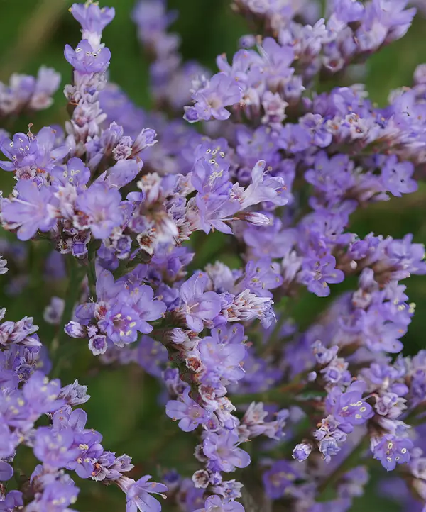 Limoniums