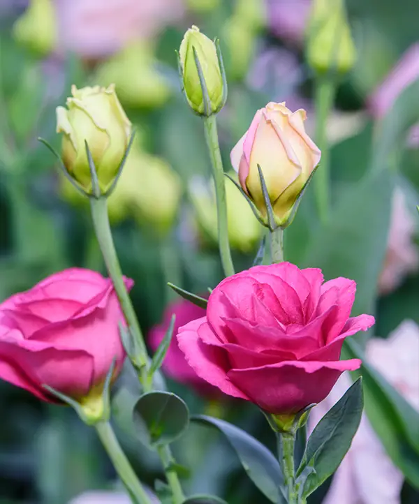 Lisianthus
