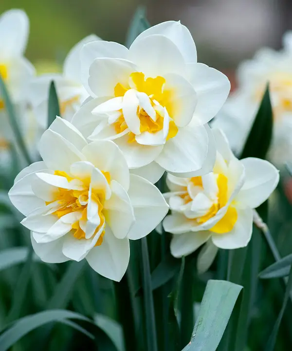 Narcisses