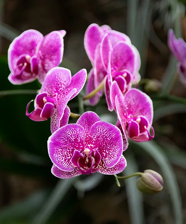 Orchidée
