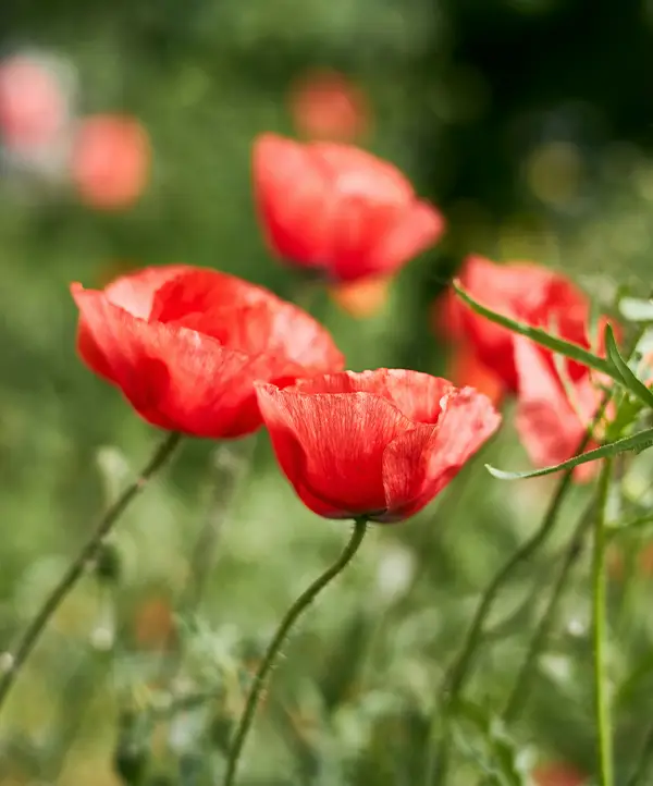 Pavots