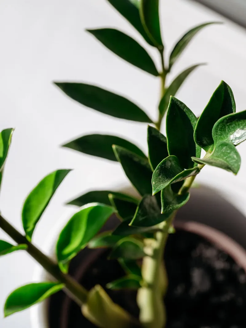 Zamioculcas dans un pot en céramique