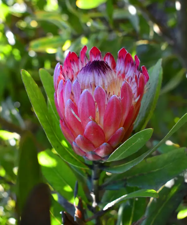 Protea Nutan