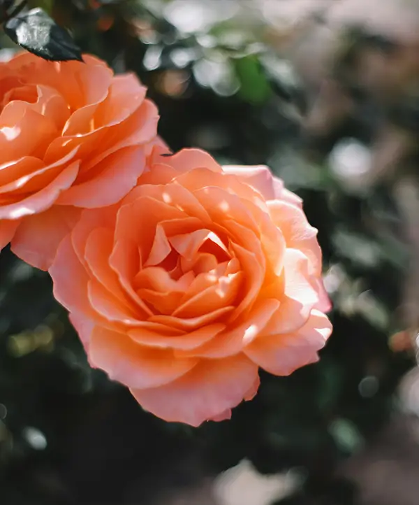 Roses