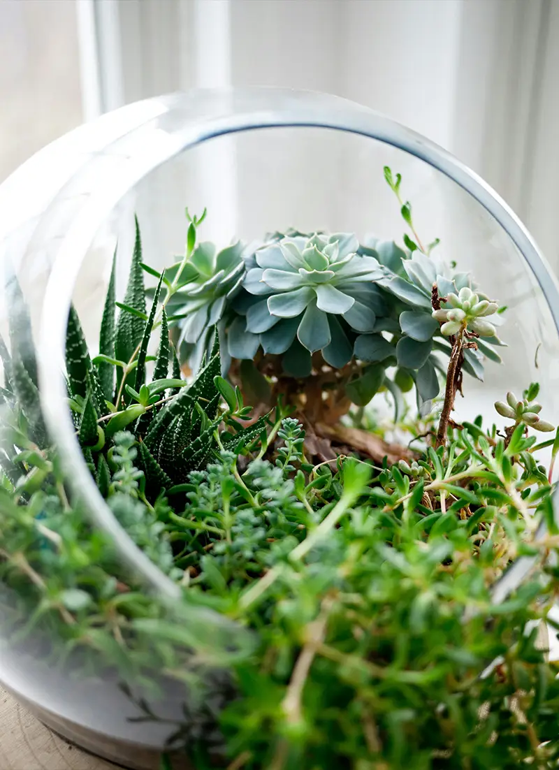 Plantes dans un terrarium