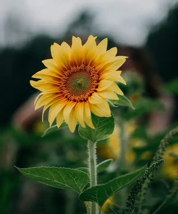 Tournesol
