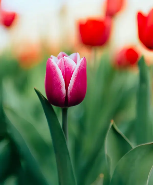 Tulipe