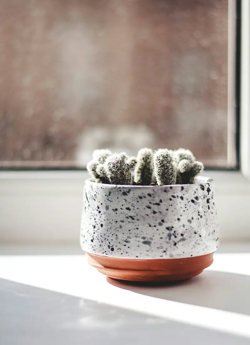 Cactus dans un cache-pot en céramique