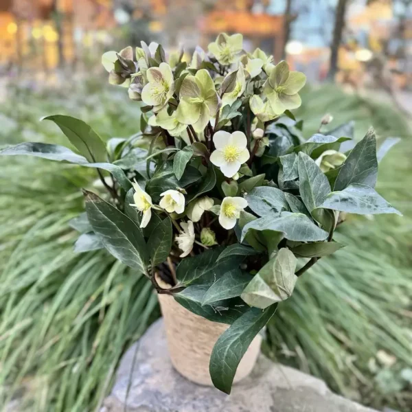 Bouquet of hellebores at Monsieur Fleur
