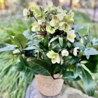 Bouquet of hellebores at Monsieur Fleur