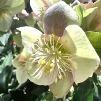 Bouquet of hellebores at Monsieur Fleur