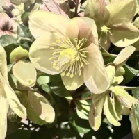 Bouquet of hellebores at Monsieur Fleur