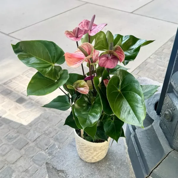 L'Anthurium de Monsieur Fleur