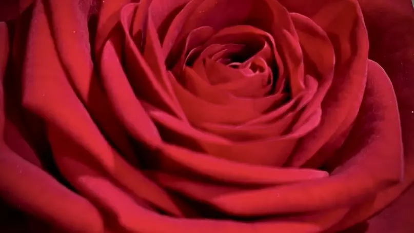 Bouquet Red Love St-Valentin Roses rouges Monsieur Fleur