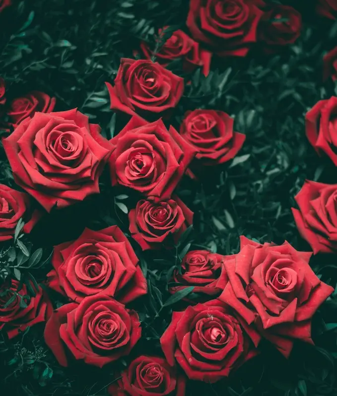 Bouquet Red Love St-Valentin Roses rouges Monsieur Fleur